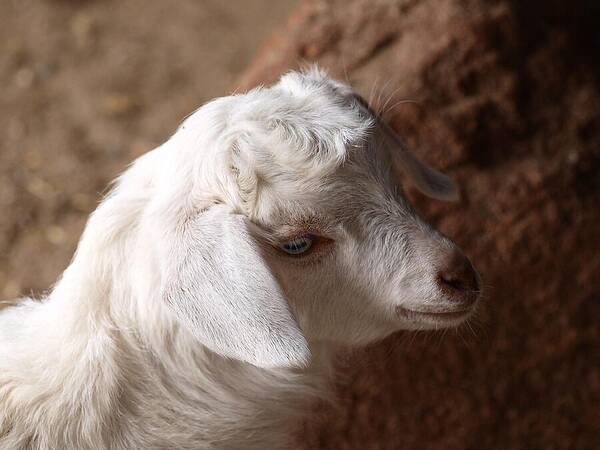 Goat Poster featuring the photograph Goat by Michaela Perryman