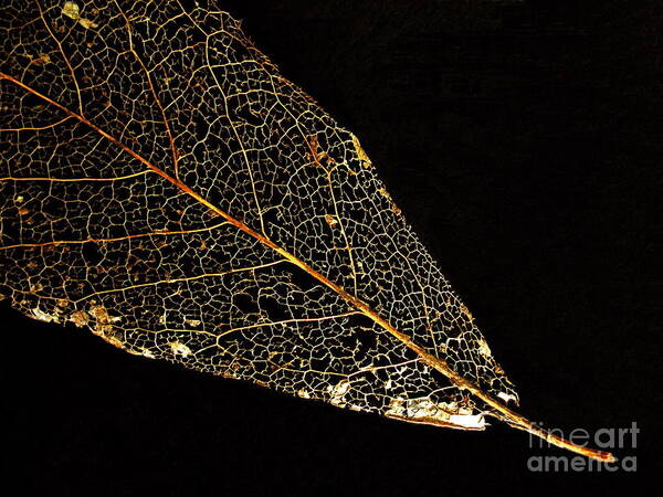 Leaf Poster featuring the photograph Gold Leaf by Ann Horn