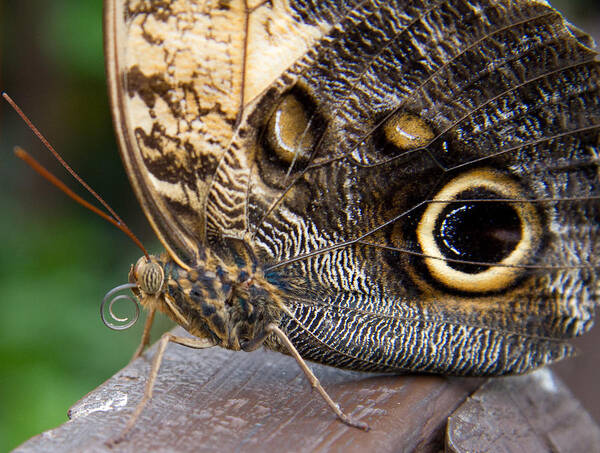 Butterfly Poster featuring the photograph Golden Butterfly by Natalie Rotman Cote