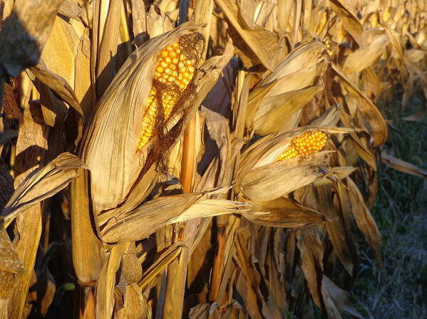 Skompski Poster featuring the photograph Golden Corn by Joseph Skompski