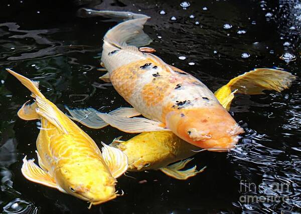 Koi Poster featuring the photograph Golden Yellow Koi by Lilliana Mendez