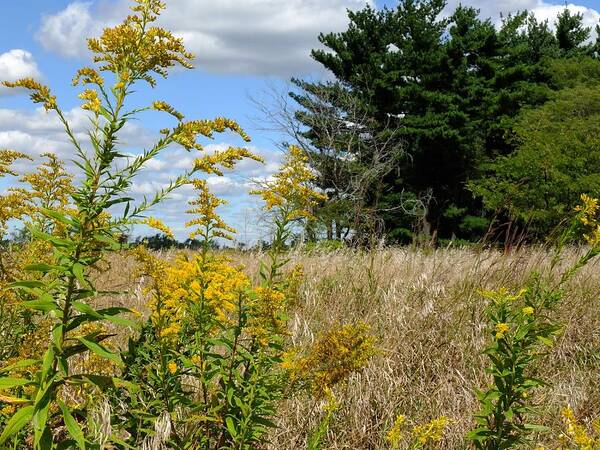 Nature Poster featuring the photograph Goldenrod by Scott Kingery
