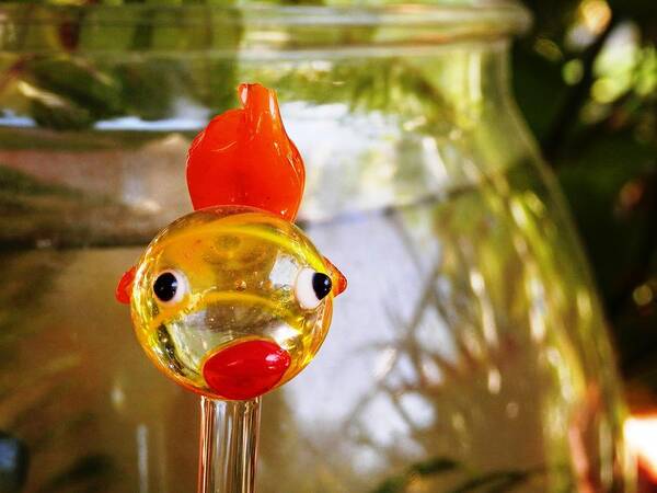 What A Glassy Goldfish Poster featuring the photograph Goldie Fish Lips by Belinda Lee