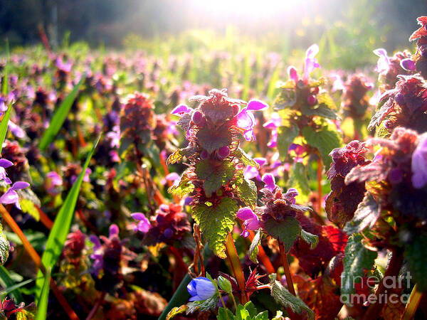 Meadow Poster featuring the photograph Good Morning by Nina Ficur Feenan