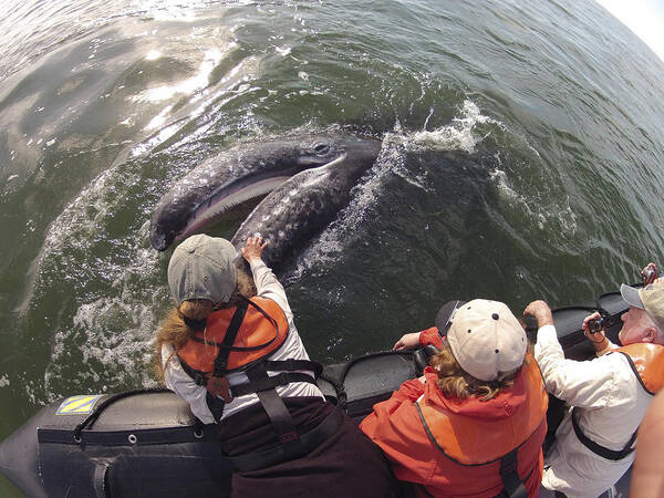 Feb0514 Poster featuring the photograph Gray Whale Calf And Tourists Baja by Flip Nicklin