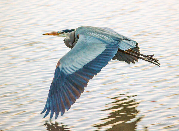 Great Blue Heron Poster featuring the photograph Great Blue Heron Taking Flight by Brian Tada