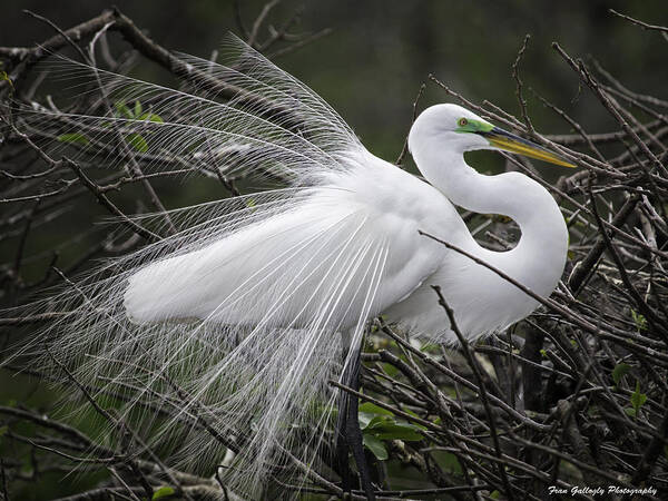 Florida Poster featuring the photograph Great Egret Preening by Fran Gallogly