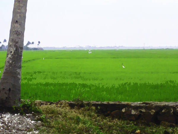 Blue Poster featuring the digital art Green fields in Kerala by Ashish Agarwal