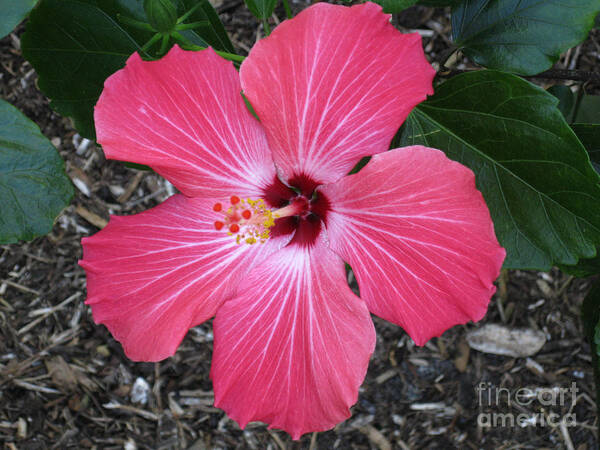Hibiscus Poster featuring the photograph Greetings from Florida by Oksana Semenchenko