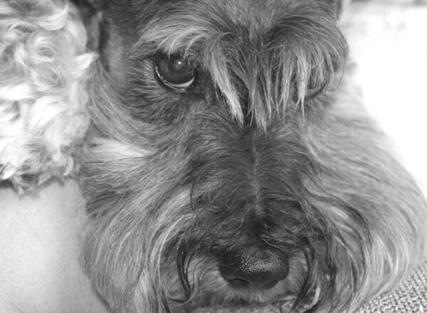 Miniature Schnauzer Poster featuring the photograph Gretl and The Look by Andrea Lazar