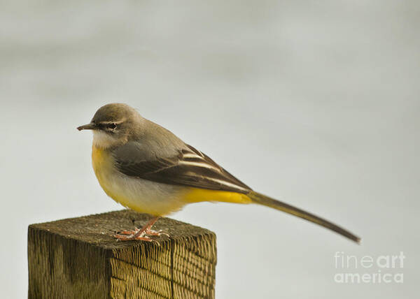 Grey Wagtail Poster featuring the photograph Grey Wagtail/Motacilla cinerea by Linsey Williams