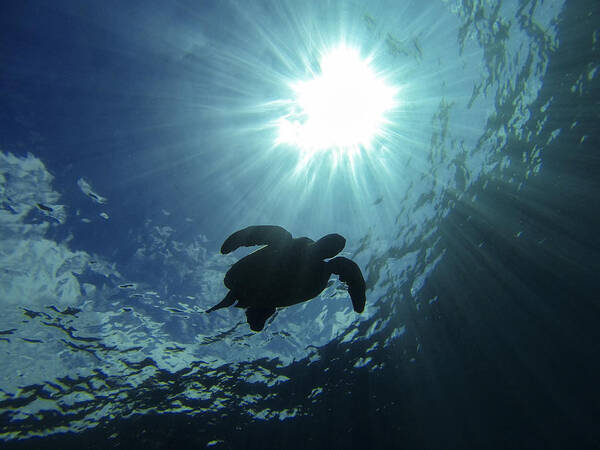 Sea Turtle Poster featuring the photograph Guardian of the Sea by Brad Scott