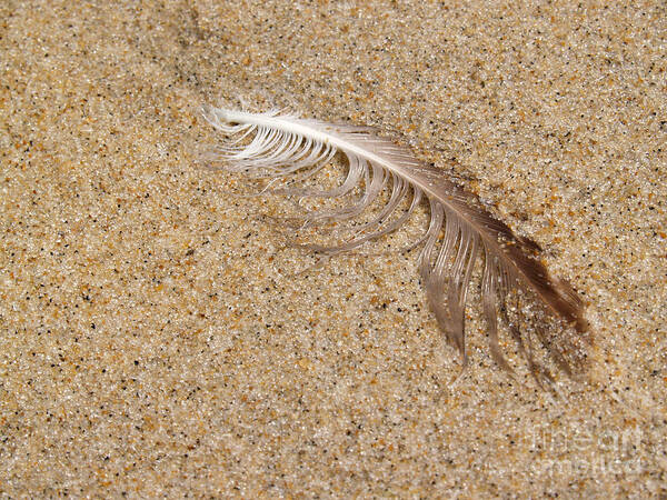 Beach Poster featuring the photograph Gull Feather in Sand - New Jersey by Anna Lisa Yoder