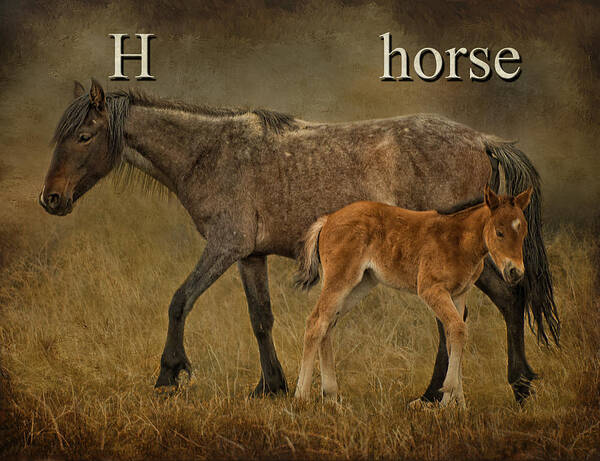 H Is For Horse Poster featuring the photograph H is for Horse by Priscilla Burgers