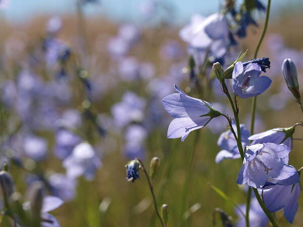 Wildflower Poster featuring the photograph Harebells by Jenessa Rahn