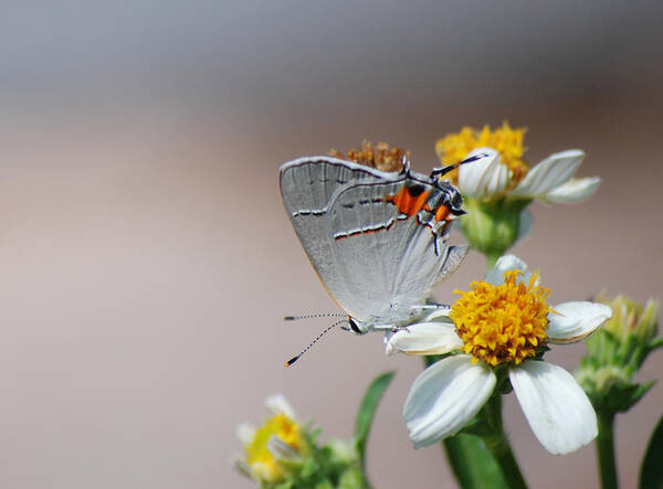 Photograph Poster featuring the photograph Hairstreak by Larah McElroy