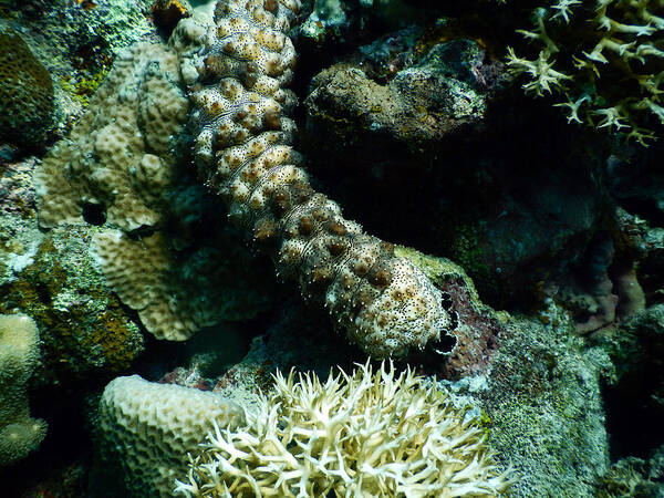 Animal Poster featuring the photograph Head Of Sea Cucumber by Carleton Ray