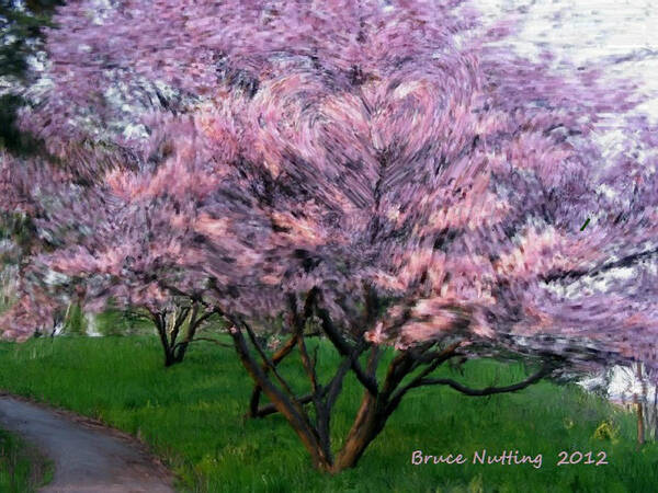 Tree Poster featuring the painting Heartfelt Cherry Blossoms by Bruce Nutting