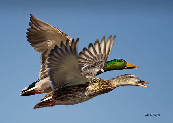 Mallard Poster featuring the photograph Hen and Drake Flying by Stephen Johnson