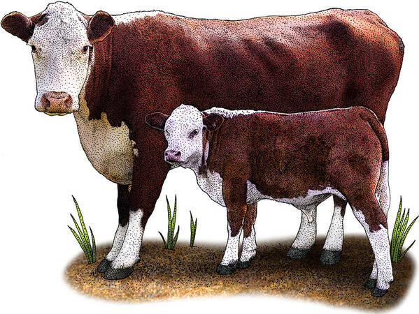 Nature Poster featuring the photograph Hereford Cow by Roger Hall