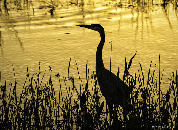 Bird Poster featuring the photograph Heron at Sunrise by Fran Gallogly