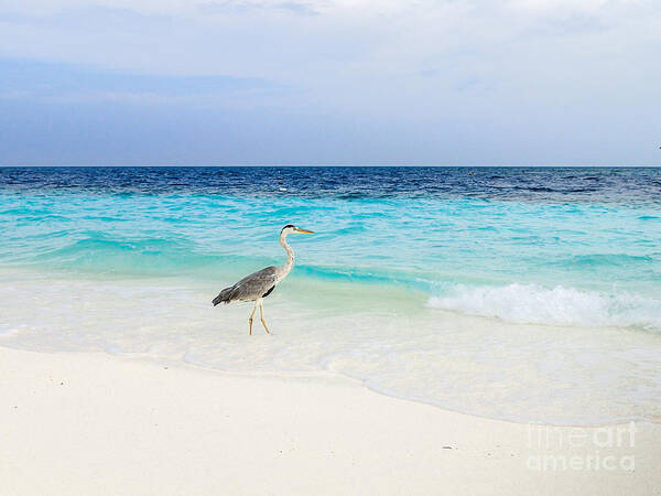 Animal Poster featuring the photograph Heron Takes A Walk At The Beach by Hannes Cmarits
