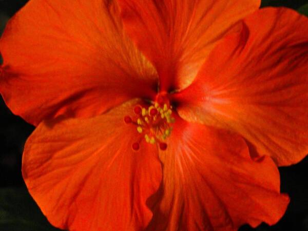 Flower Poster featuring the photograph Hibiscus by Christine Olson
