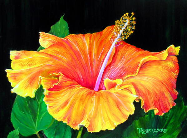 Floral Poster featuring the painting Hibiscus by Tanja Ware