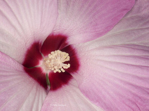 Hibiscus Poster featuring the photograph Hibiscus by Vickie Szumigala
