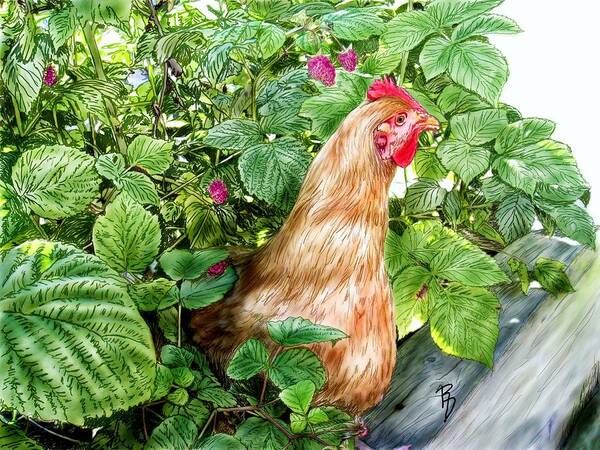 Chicken Poster featuring the digital art Hiding In The Raspberry Bushes by Ric Darrell