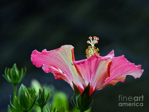 Red White Gold Green Hibiscus Blossom And Bud Poster featuring the photograph High Speed Hibiscus Flower by Byron Varvarigos