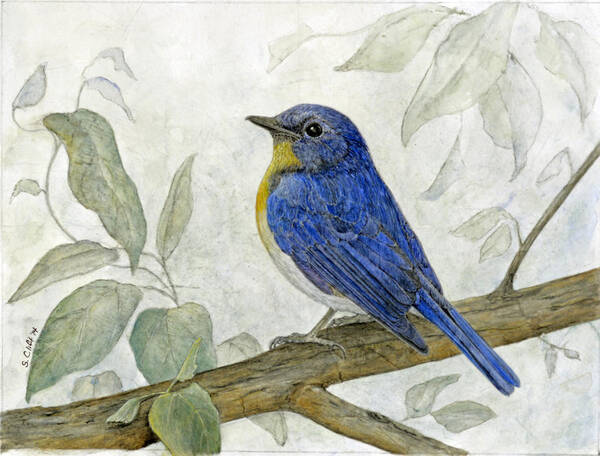 Bird Poster featuring the painting Hill Blue Flycatcher by Sandy Clift