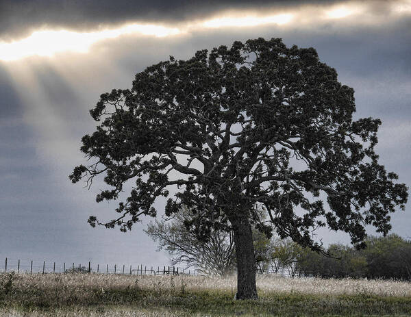Austin Poster featuring the photograph Hill Country Tree by Dean Ginther
