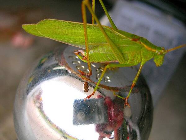 Katydid Poster featuring the photograph Hitchhiker by Randy Rosenberger