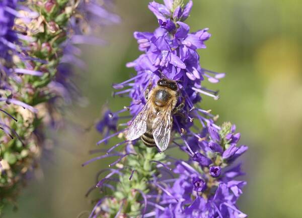 Honeybee Poster featuring the photograph Honeybee on Salvia by Lucinda VanVleck