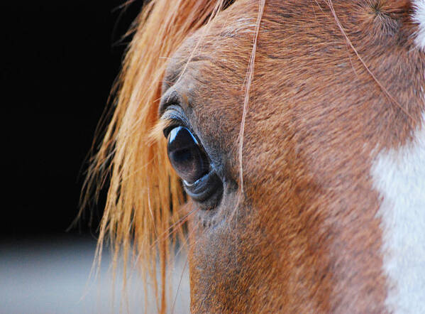 Photograph Poster featuring the photograph Horse Eye by Larah McElroy