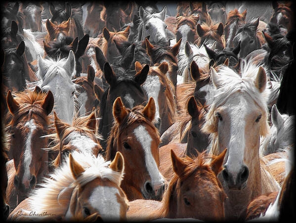 Horse Poster featuring the photograph Horse Faces by Kae Cheatham