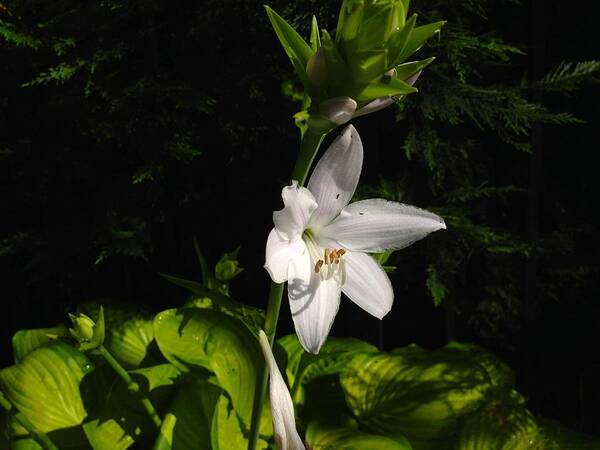 Flowers Poster featuring the photograph Hosta by Alan Lakin