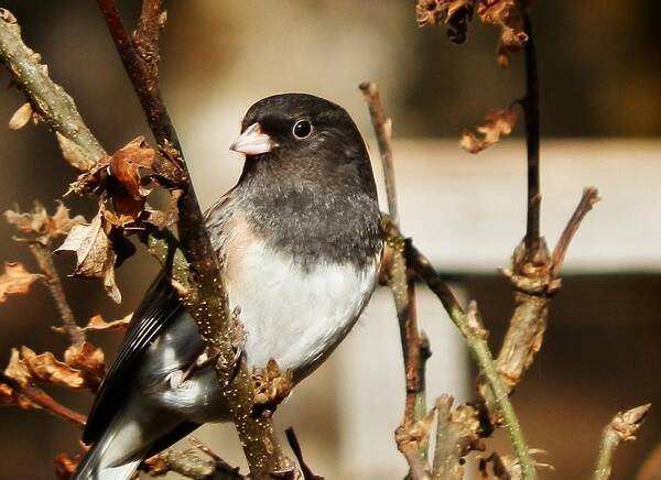 Bird Poster featuring the photograph How's This Babe? by VLee Watson