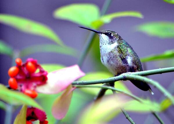 Hummingbird Poster featuring the photograph Hummingbird by Deena Stoddard