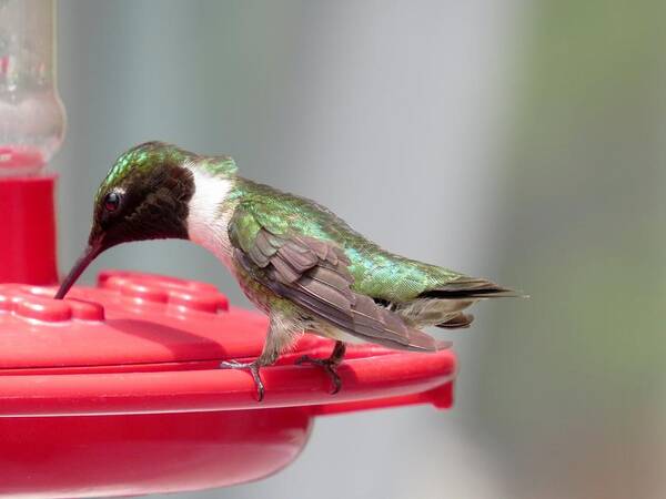 Hummingbird Poster featuring the photograph Hummingbird by Zina Stromberg