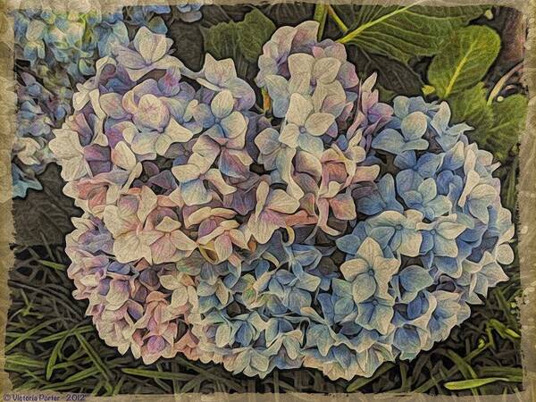 Iphone Poster featuring the photograph Hydrangea Blossoms by Victoria Porter