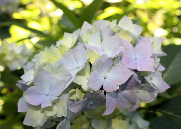 Flora Poster featuring the photograph Hydrangea by Gerry Bates