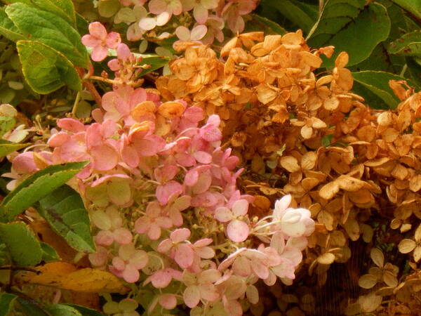 Autumn Poster featuring the photograph Hydrangea by Wild Thing