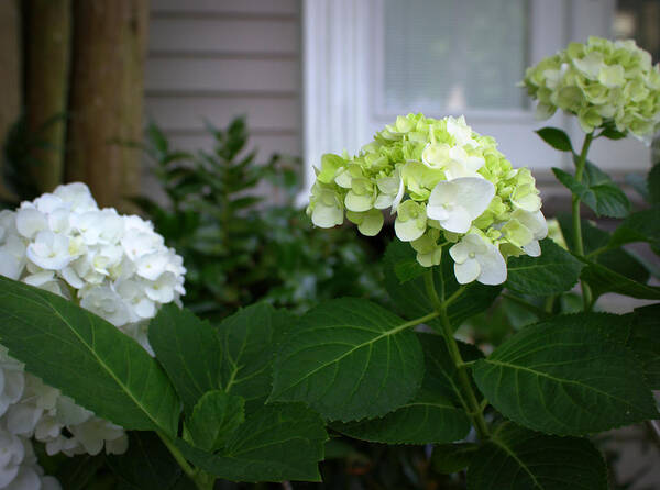 Hydrangeas Poster featuring the photograph Hydrangeas III by Beth Vincent