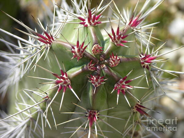 Cactus Poster featuring the photograph I Get the Point by Mariarosa Rockefeller