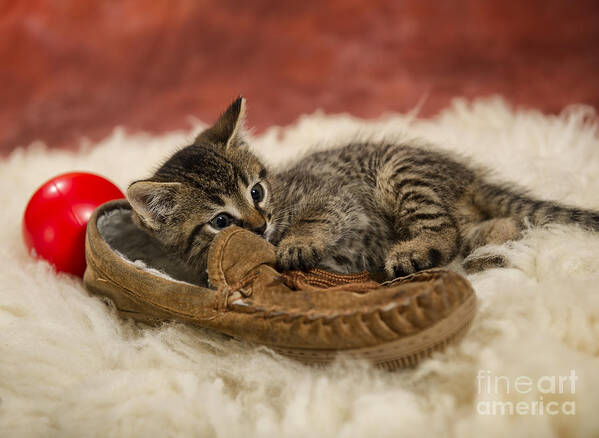 Kitten Poster featuring the photograph I Haz Shoe by Louise St Romain