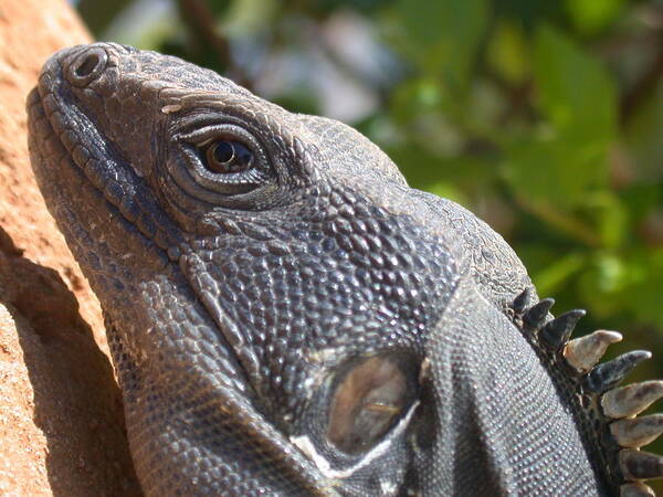 Iguana Poster featuring the photograph Iguana Closeup by Shane Bechler