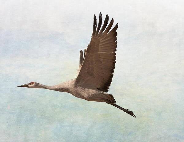 Sand Hill Crane Poster featuring the photograph In Flight by Peggy Blackwell