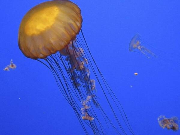 Golden Jelly Fish Poster featuring the photograph In The Tank by Ralph Jones